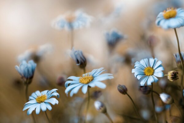 Marguerites douces sur fond de flou matin d été