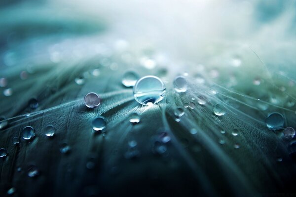 Fotografia macro. Gotas de orvalho nas folhas