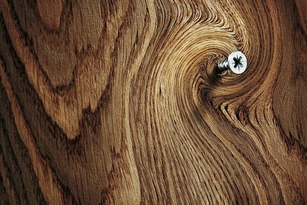 Self-tapping screw in wood in macro photography