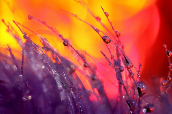 Dew droplets on a blurry flower background