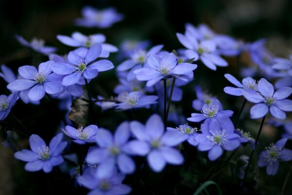 Macro de couleur bleue