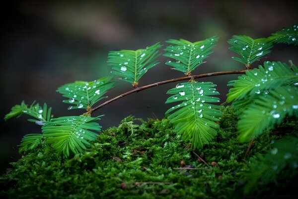 Fotografía macro de un árbol y gotas de rocío