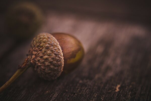 Mysterious photo of an acorn on a blurry wood background