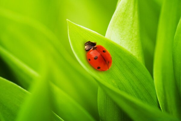 Ladybug sitting on a green leaf