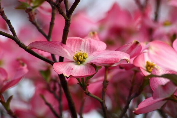 Fleurs de pommier au soleil