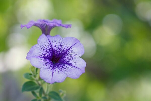 Miracle violet sur fond vert