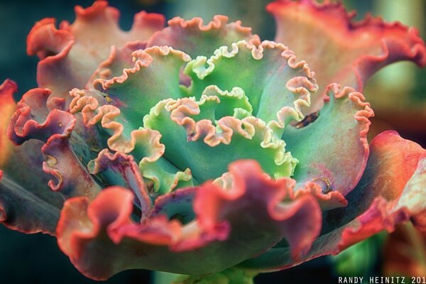 A blooming bud of a red flower