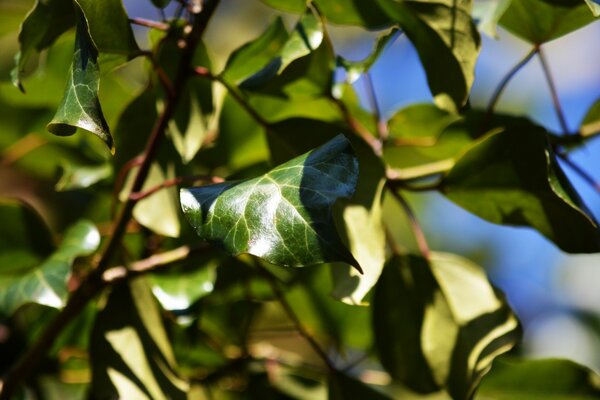 Green leaves of a tree in the rays of the sun