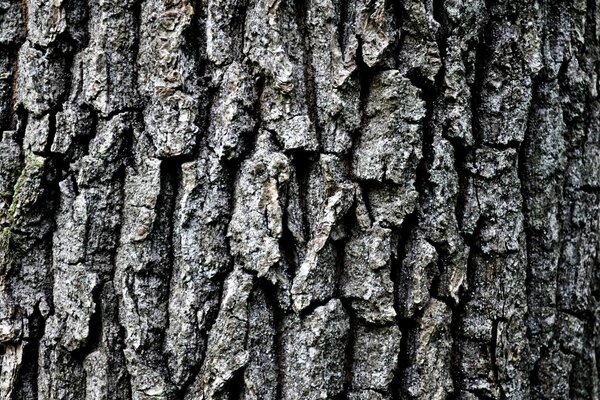 Corteza de árbol. Macro. Bosque. Naturaleza