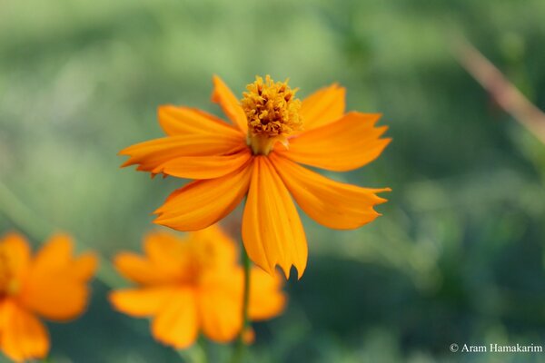 Primer plano de la flor naranja