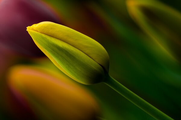 Tulip near unopened yellow