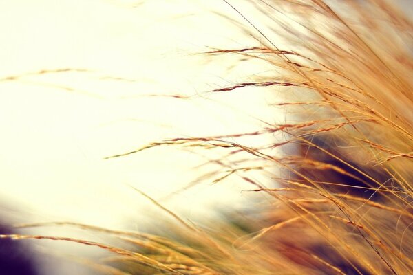 Spighe di grano dorate alla luce del sole