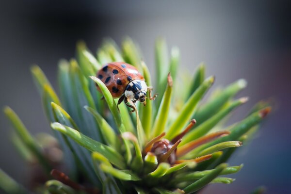 Makrofalter auf Blume