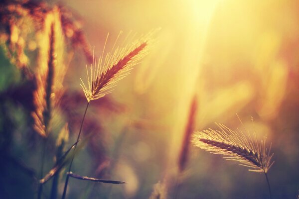 Rural landscape of spikelets in the rays of sunlight