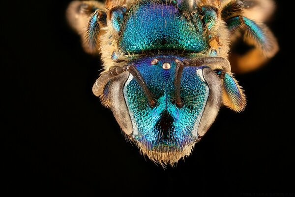 Augochloropsis anonyma blue bee macro photography