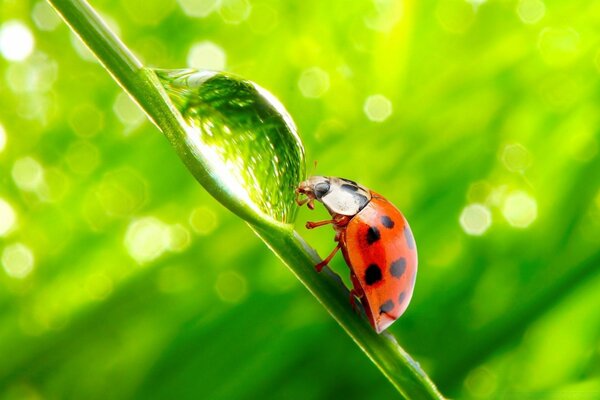 Coccinelle marche sur une tige verte