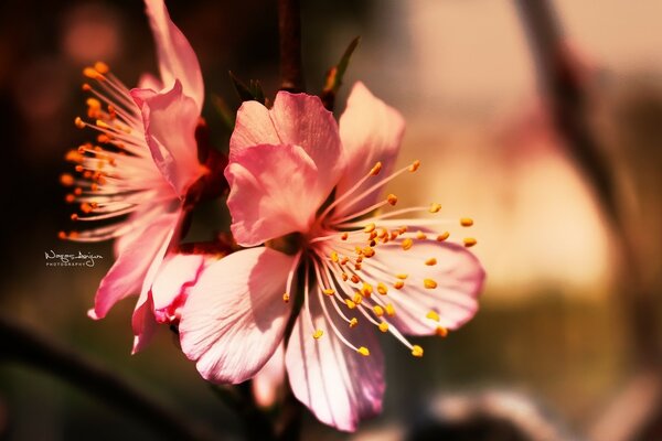 Petites fleurs roses. Macro. Nature