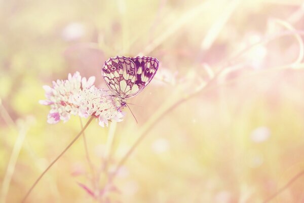 A tender snapshot of an early summer morning