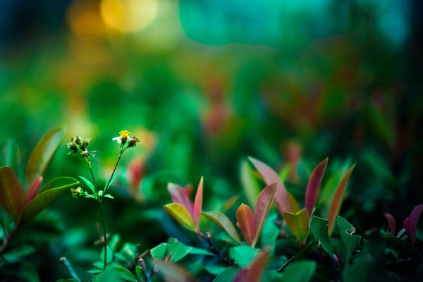 Macro de la nature, feuilles dans le champ