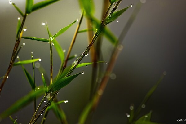 Macro di rugiada sulle foglie di germoglio