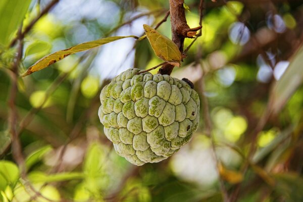 Interesante árbol frutal a la luz del sol