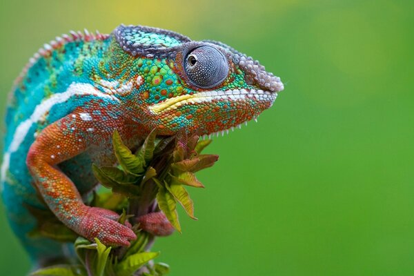 Lézard incroyable multicolore sur vert