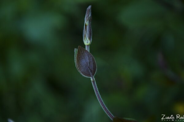 A leaf and a bud on a branch in a macro shoot