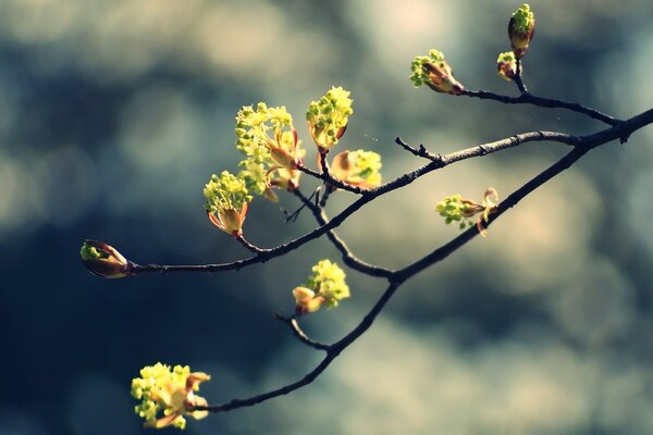 Fotografia macro di un cespuglio di alberi con fiori