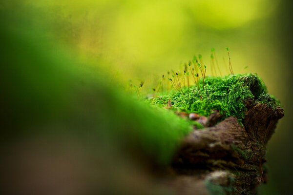 La nascita di nuove piante nella foresta