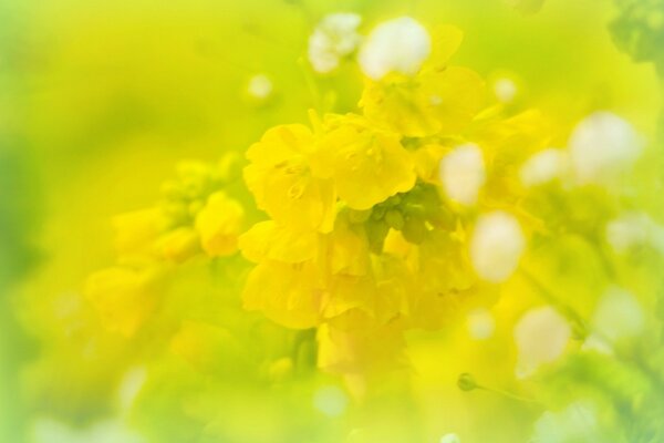 Macro photography yellow summer flower