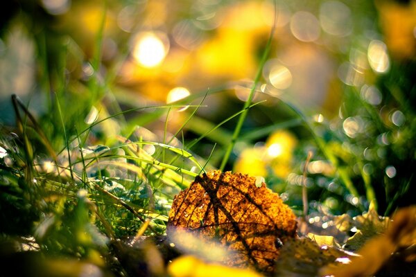 Hoja amarilla de otoño en la hierba