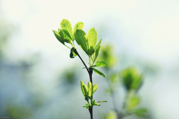 Macro d une plante au premier plan