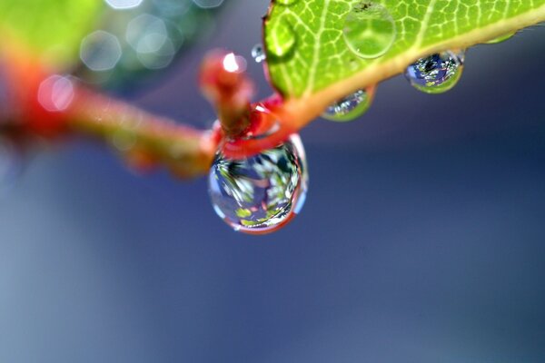 Macro di una goccia di pioggia su una foglia verde