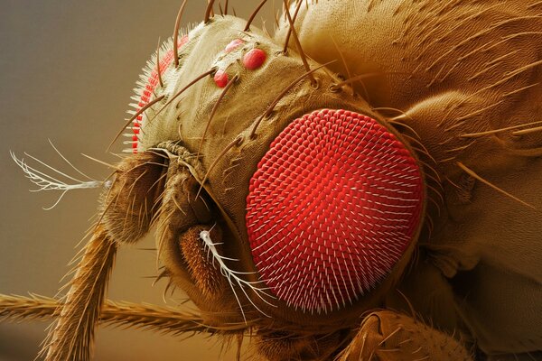 Macro. Nisekomye. Les yeux rouges de la mouche