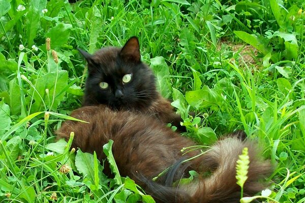 Summer, grass and no hassle, because I m a cat