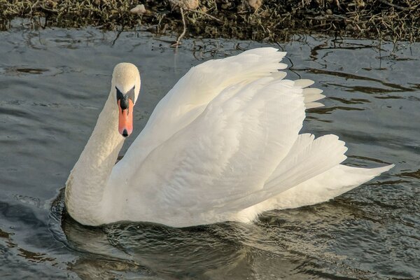 Schneeweißer schöner Schwan am See