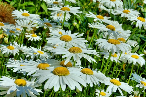 Frisches Grün, heilende Blumen