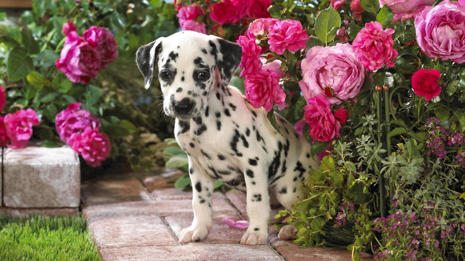 chiens jardin fleur nature flore été peu