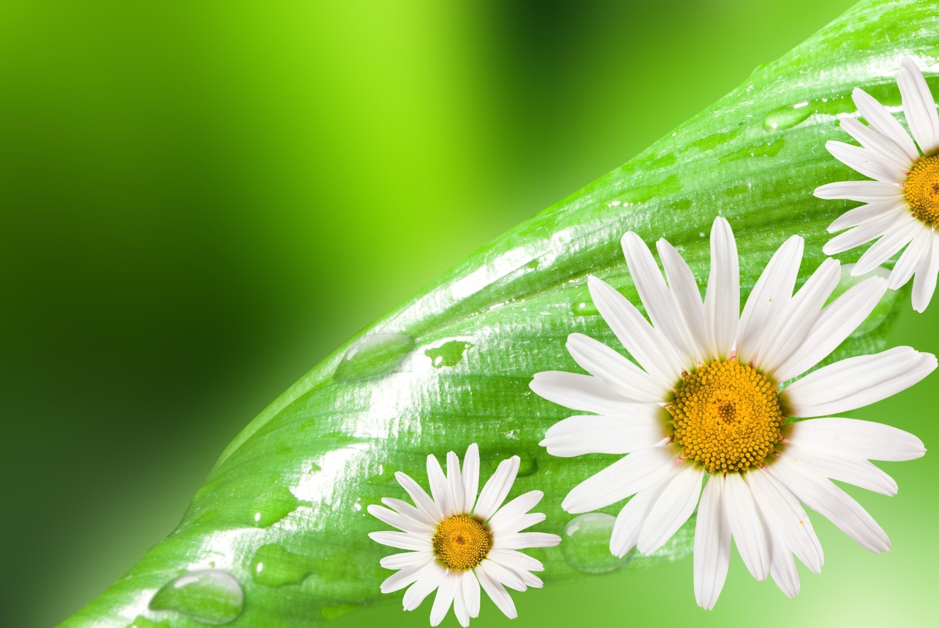 chamomile nature leaf flora summer growth garden grass bright environment flower color desktop ecology