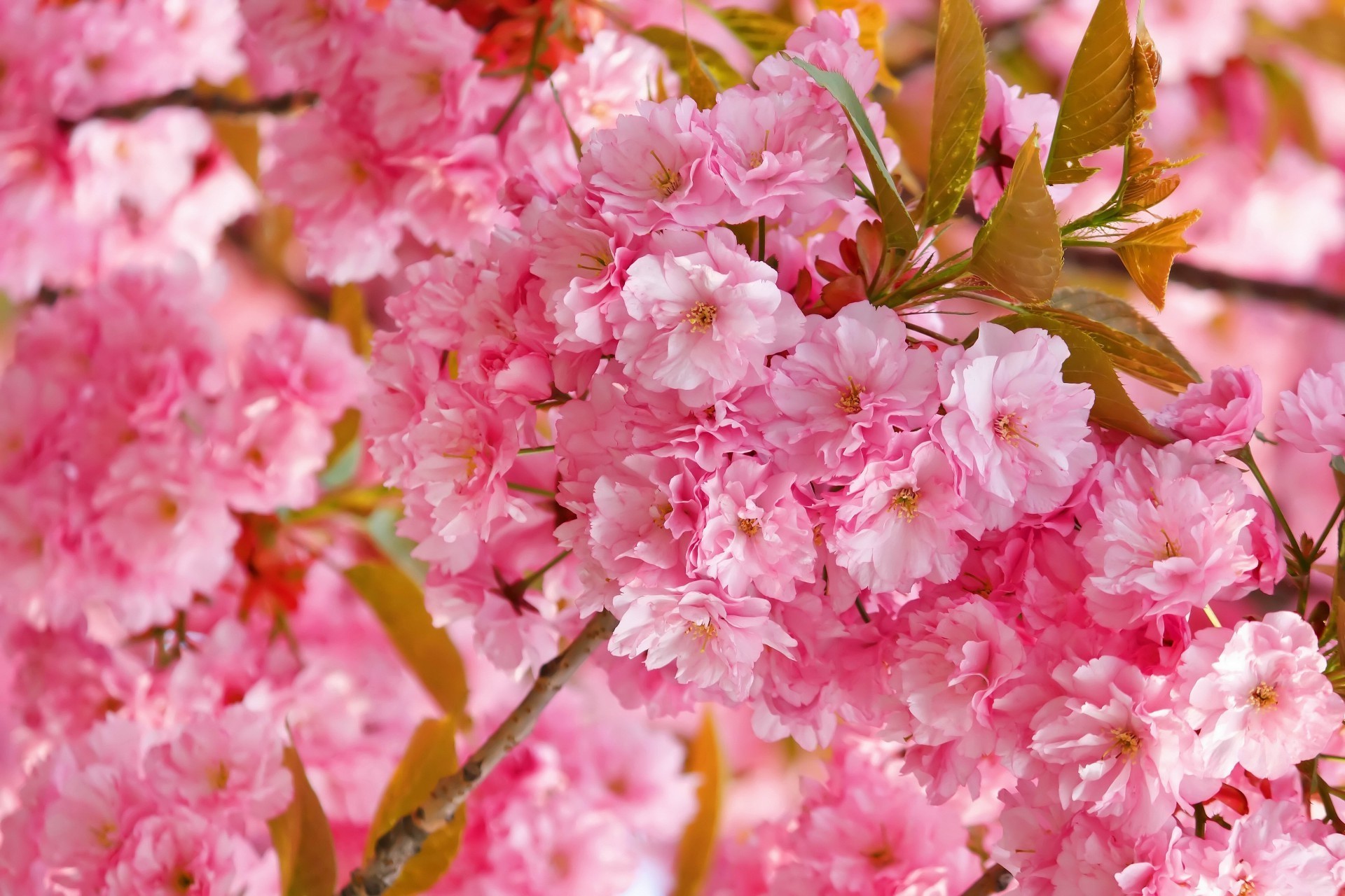 bahar çiçek flora doğa bahçe kiraz yaprak şube taçyaprağı çiçek açan çiçek sezon ağaç parlak park renk yaz yakın çekim bahar çalı