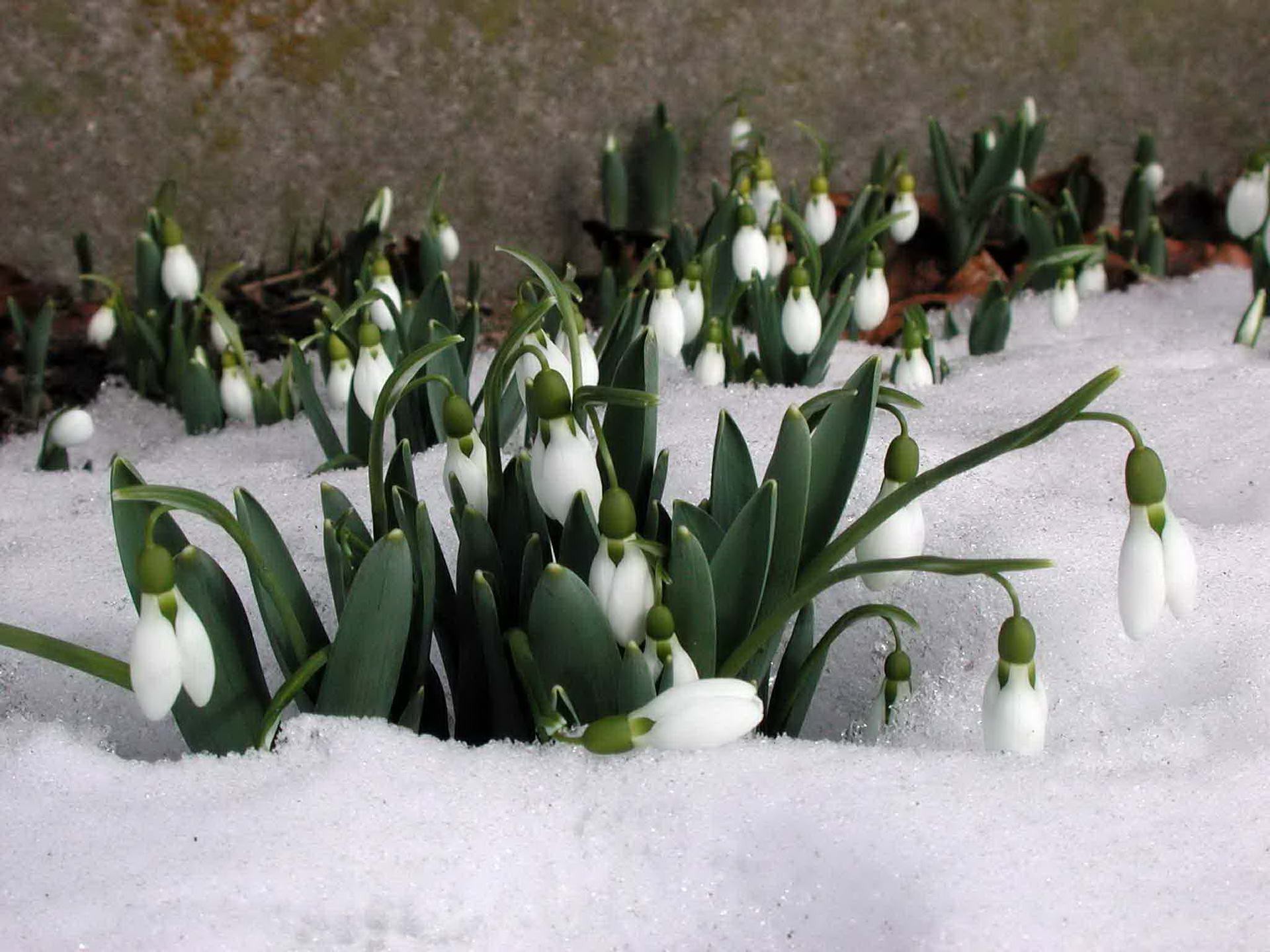 fleurs sur la neige neige hiver fleur nature saison feuille parc jardin à l extérieur pâques flore herbe floral bouquet flou tôt copain pétale beau temps