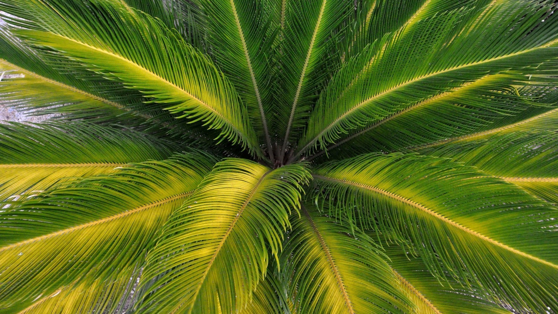 foglie foglia tropicale palma estate flora natura esotico desktop frond vivid albero di cocco giardino di colore freschezza lussureggiante