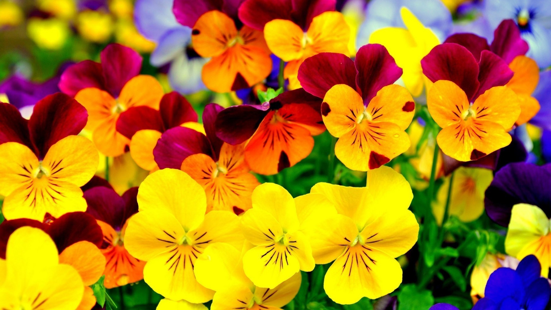 特写 花 花卉 自然 花园 植物群 颜色 盛开 叶 花瓣 夏天 明亮