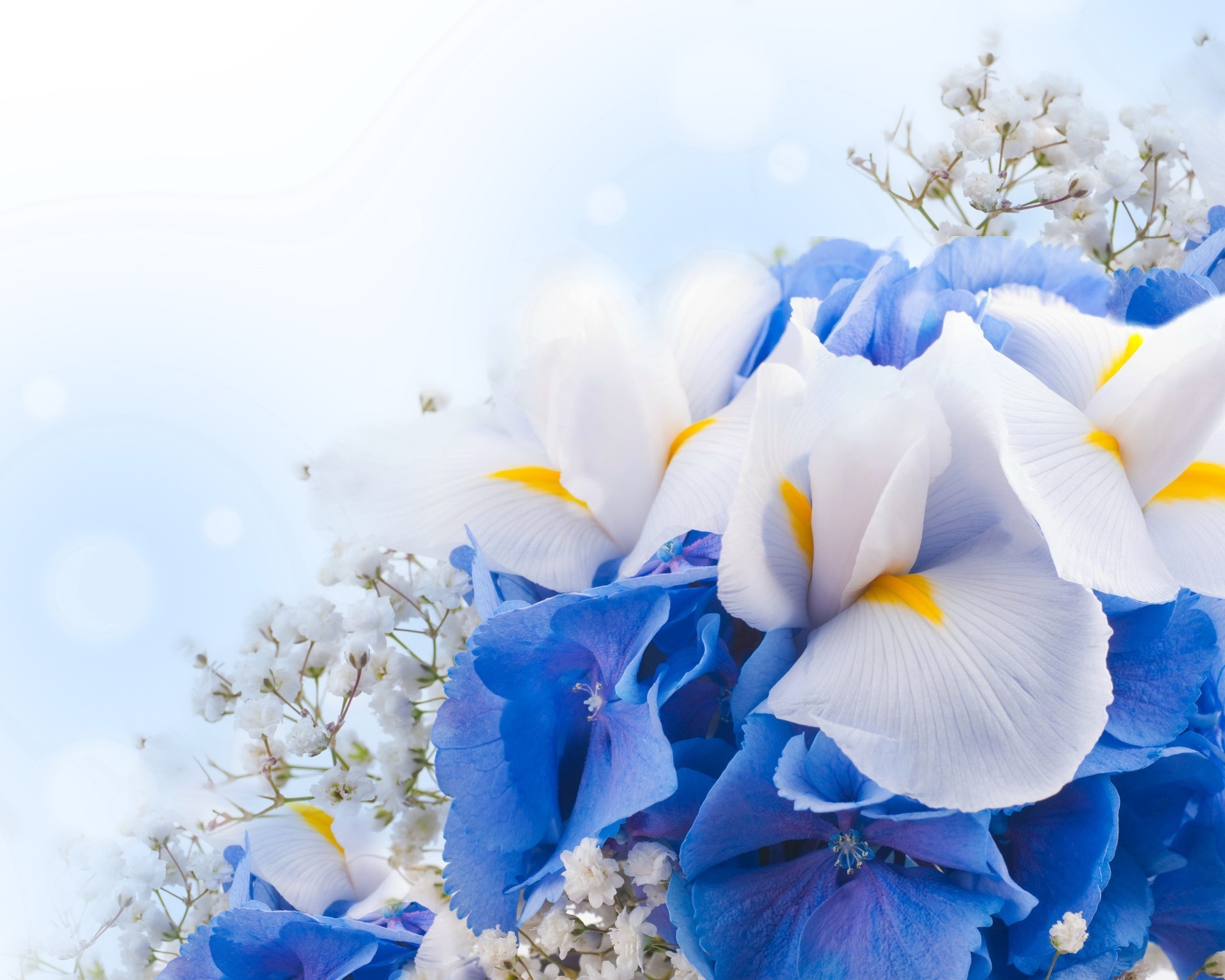 Синие цветы flowers бесплатно