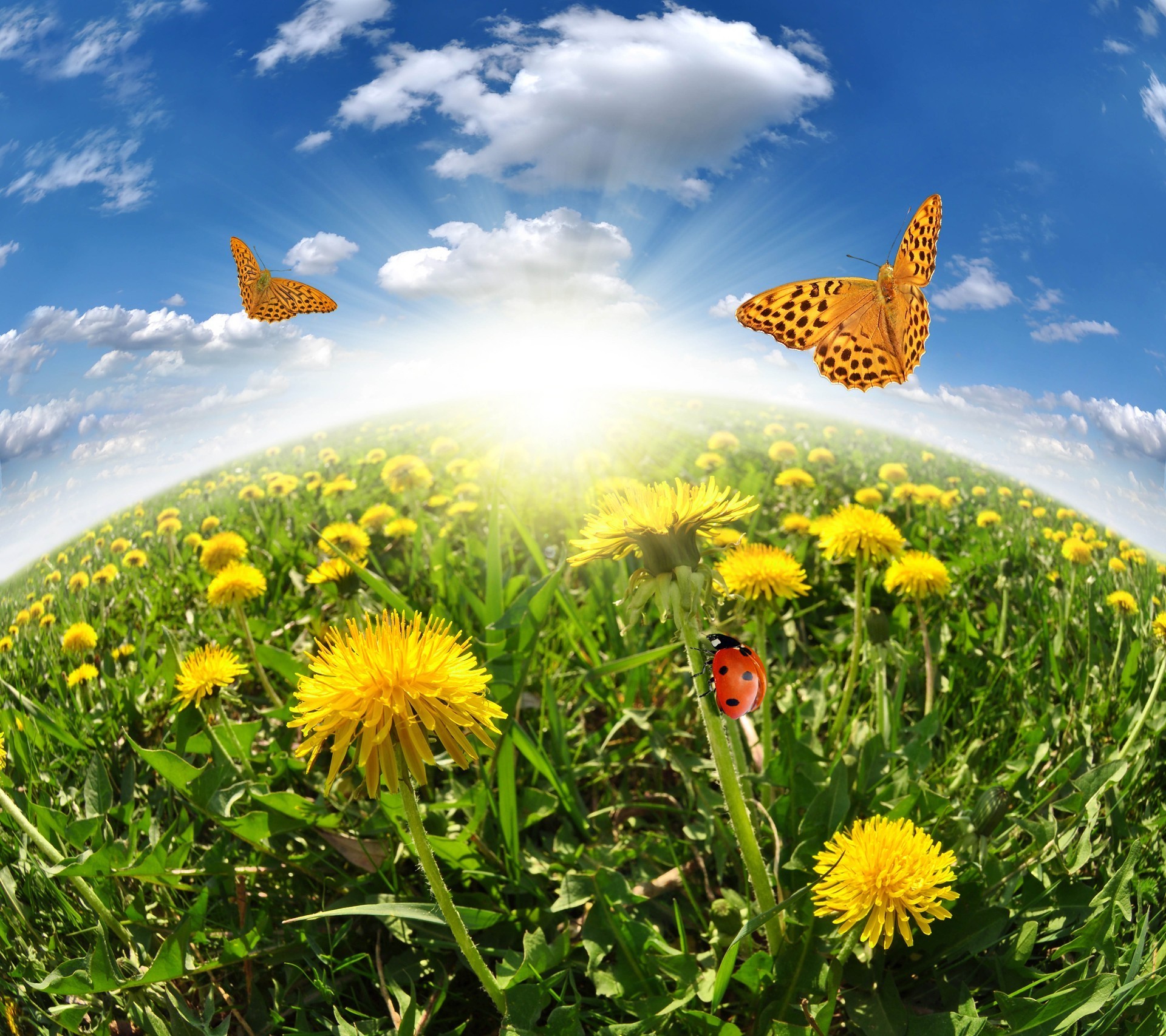 field of flowers summer dandelion grass hayfield nature flower sun outdoors bright field fair weather rural flora environment