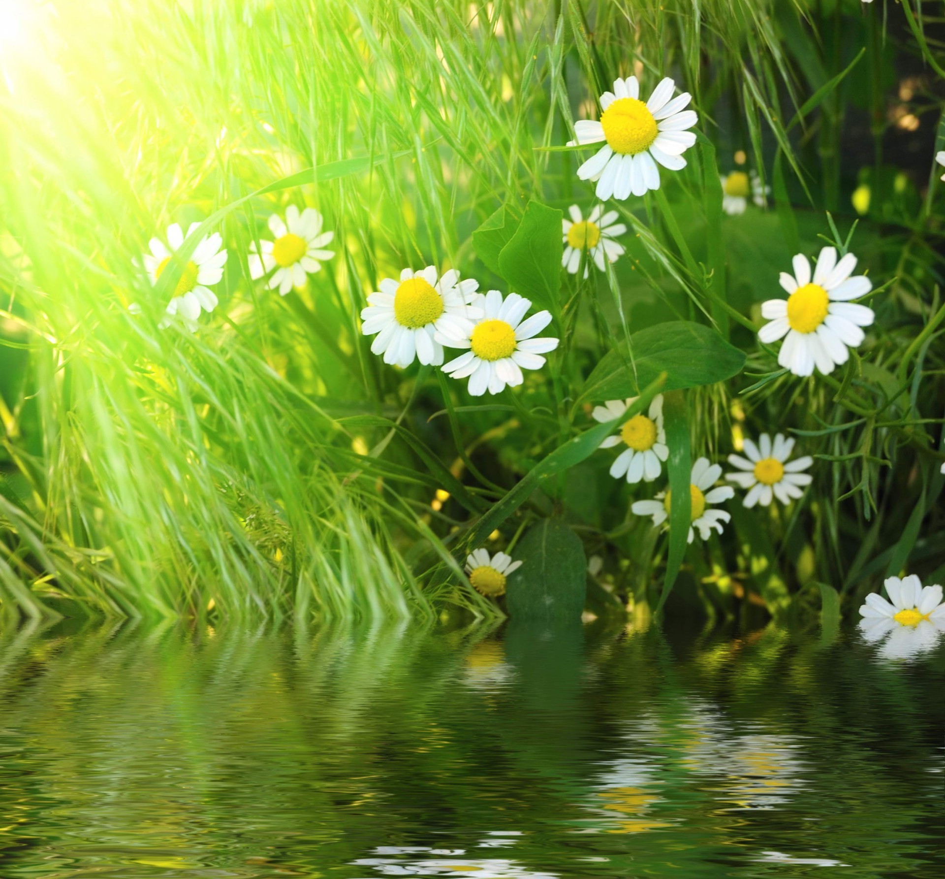 flüsse teiche und bäche teiche und bäche sommer natur flora gras heuhaufen blume feld blatt medium sonne hell garten gutes wetter frische ländliche wachstum rasen farbe jahreszeit gänseblümchen