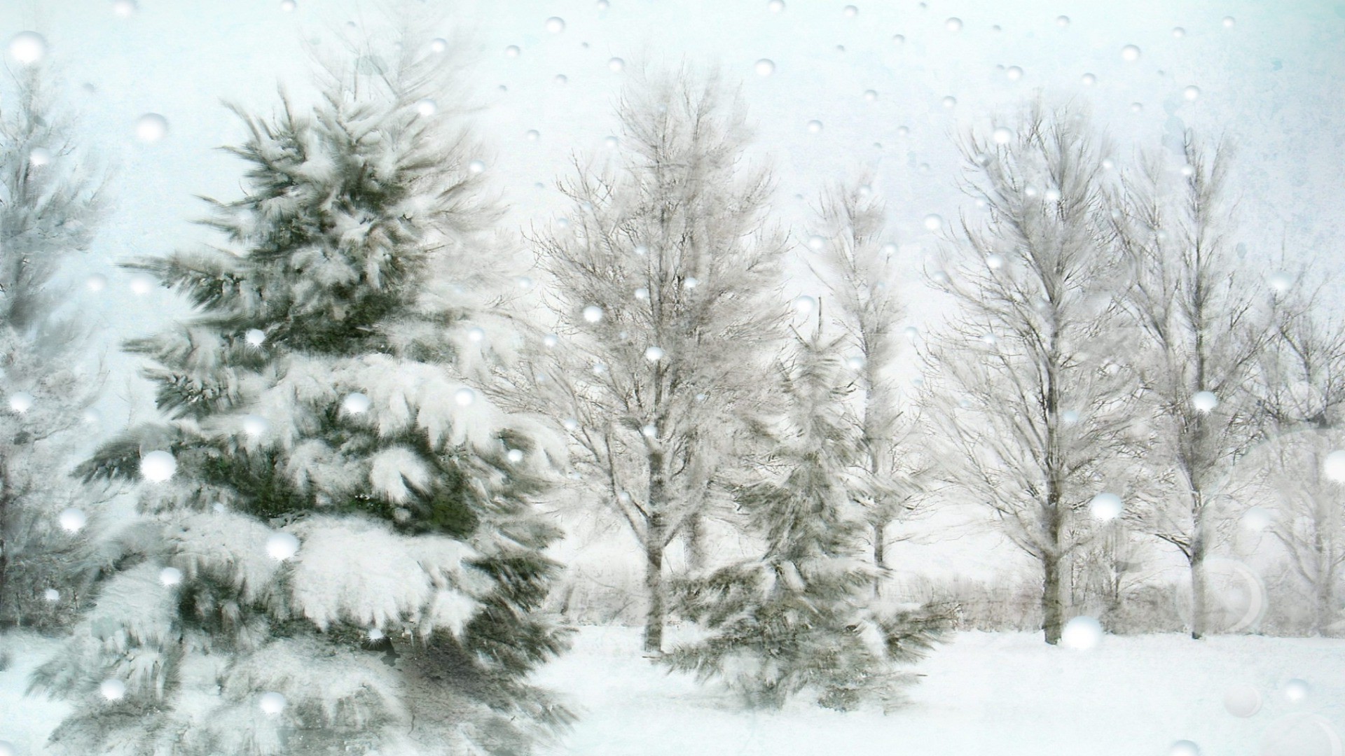 winter schnee frost kälte baum kiefer gefroren saison frostig wetter fichte eis tanne holz schneesturm schnee-weiß weihnachten nadelbaum filiale