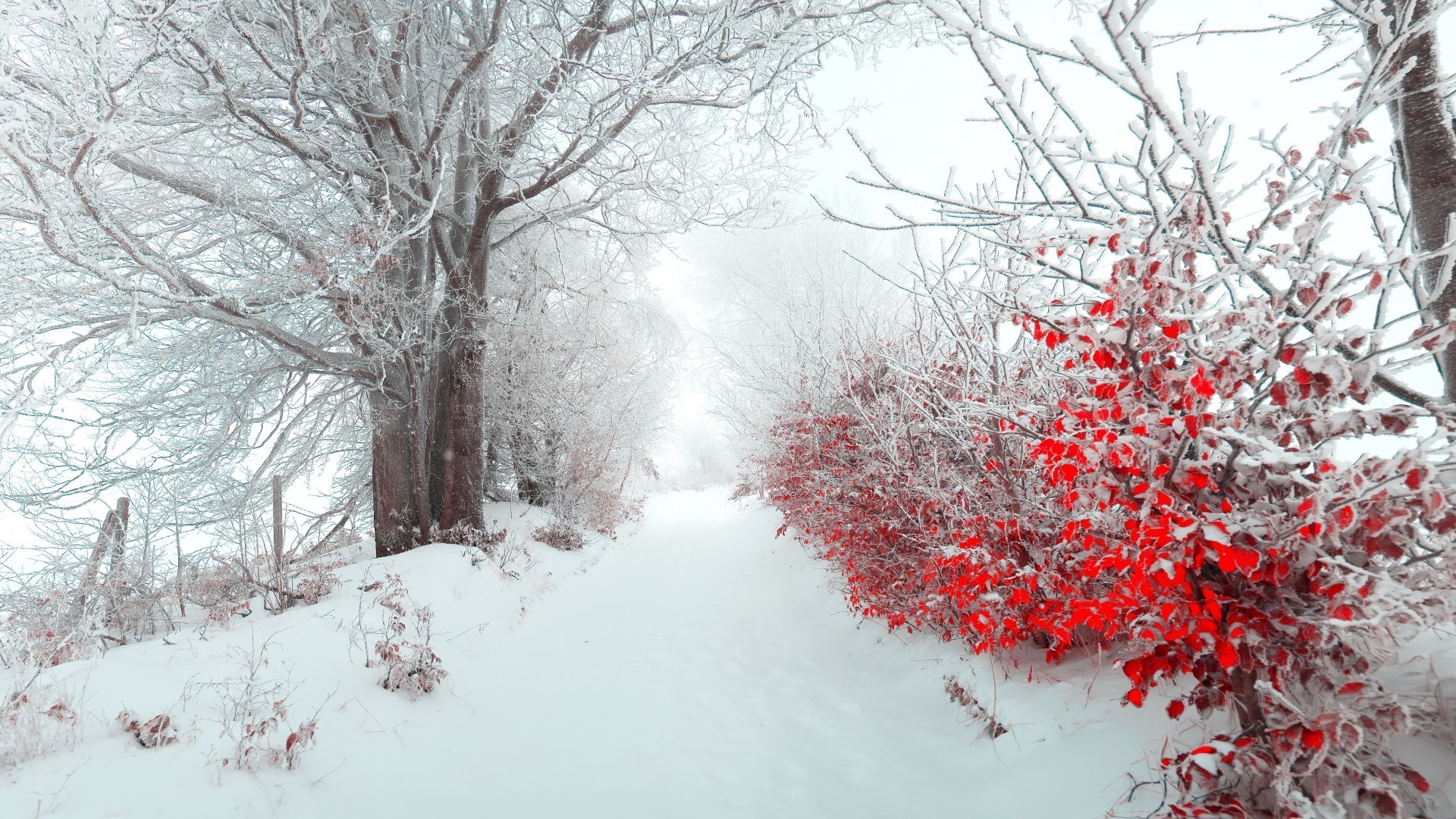 invierno nieve escarcha frío árbol congelado rama madera temporada tiempo hielo escarchado paisaje tormenta de nieve blanco como la nieve niebla escénico nevado