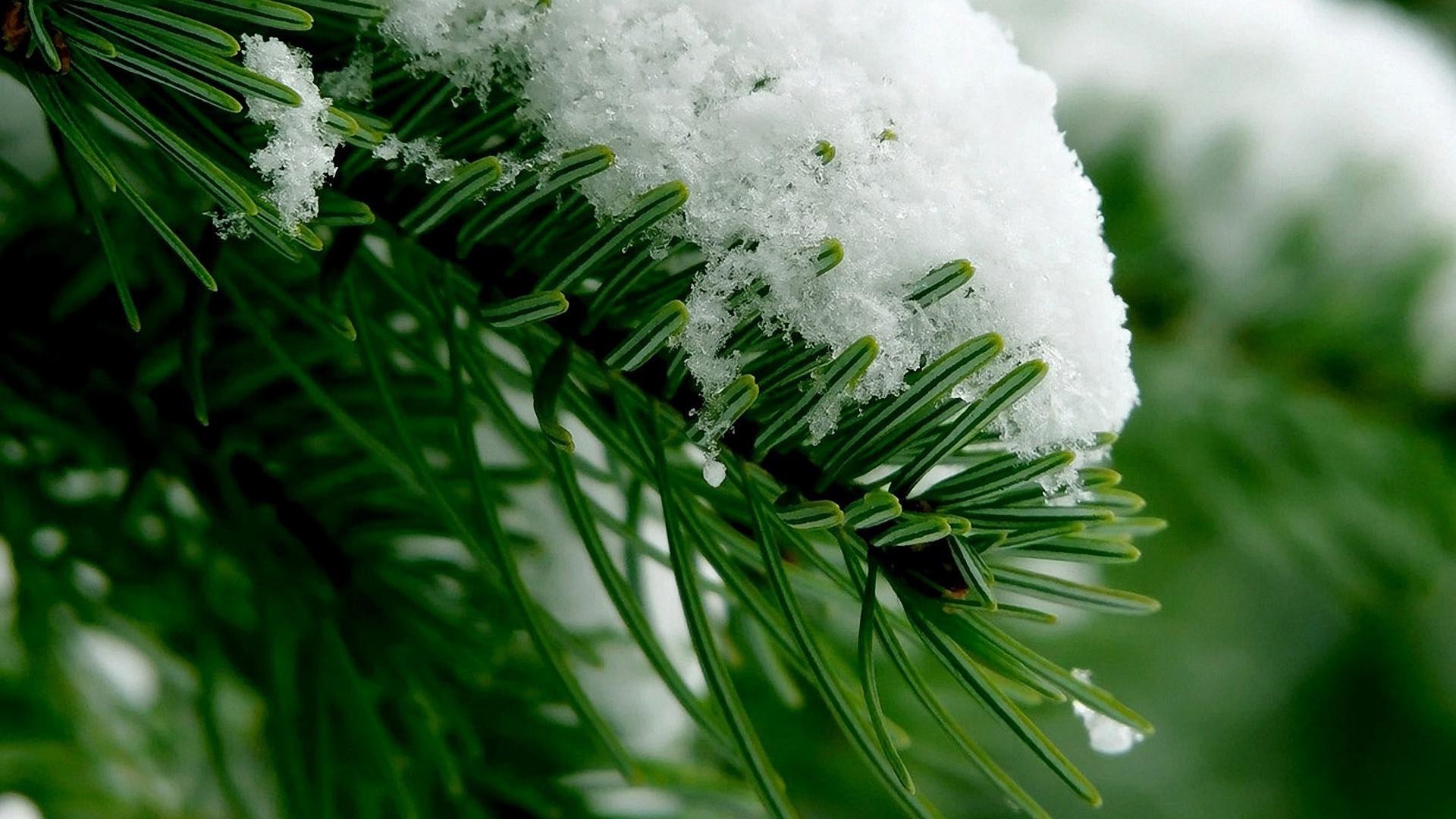 植物 冬天 圣诞节 树 常绿 模糊 假日 季节 自然 装饰品 雪 松 叶 明亮 针 特写 光 户外 针叶 植物