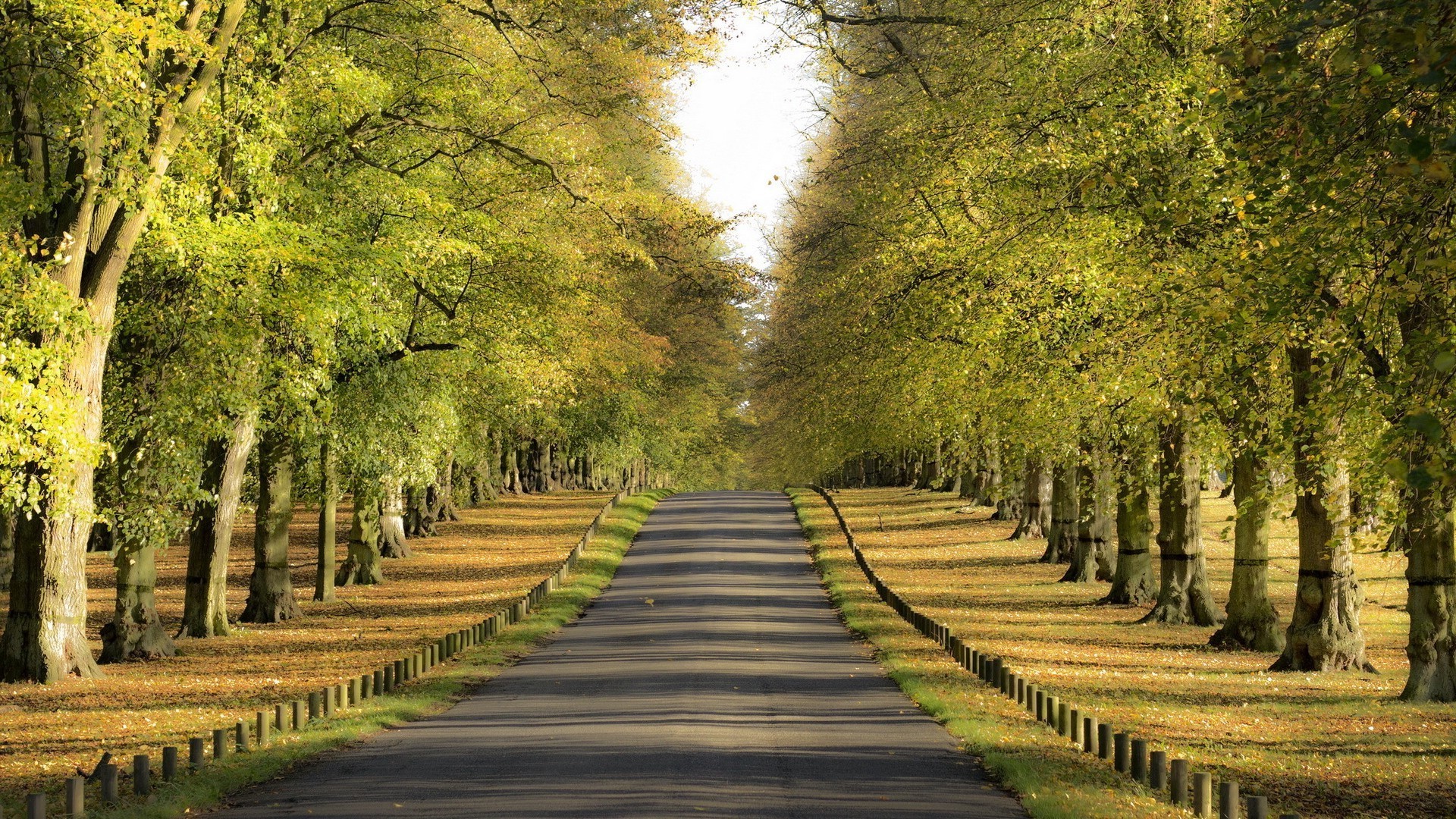 summer tree wood guidance road leaf nature park landscape fall outdoors lane season rural scenic countryside footpath fair weather alley grass